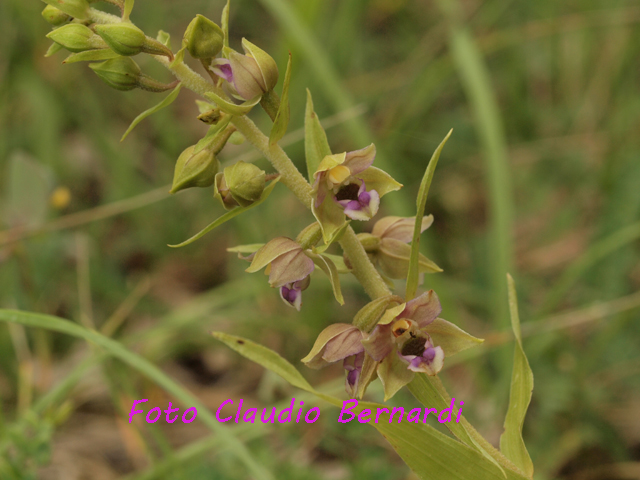 Epipactis helleborine